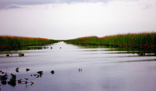 the everglades florida